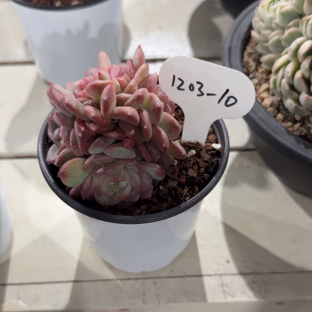 y***鱼1203-10琥珀缀化脱土发货
