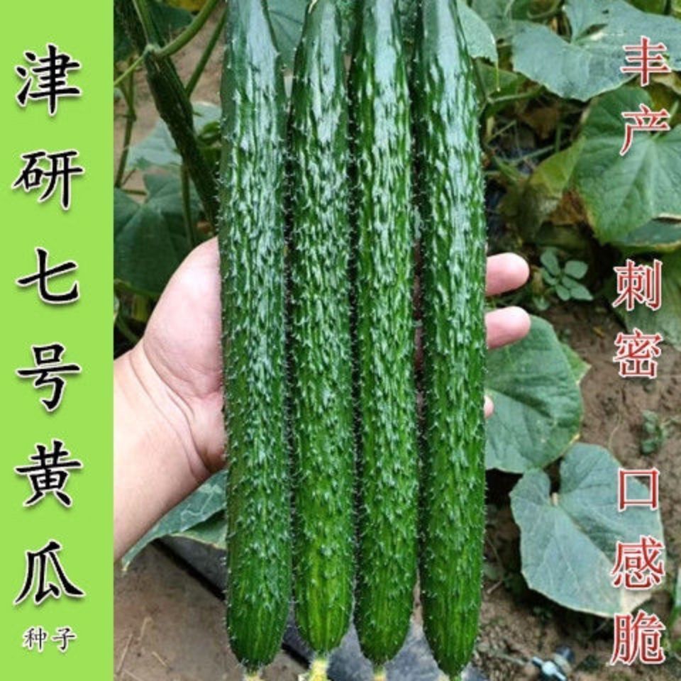 【全店拼满5包包邮】津研七号黄瓜种子新品种密刺高产早熟
