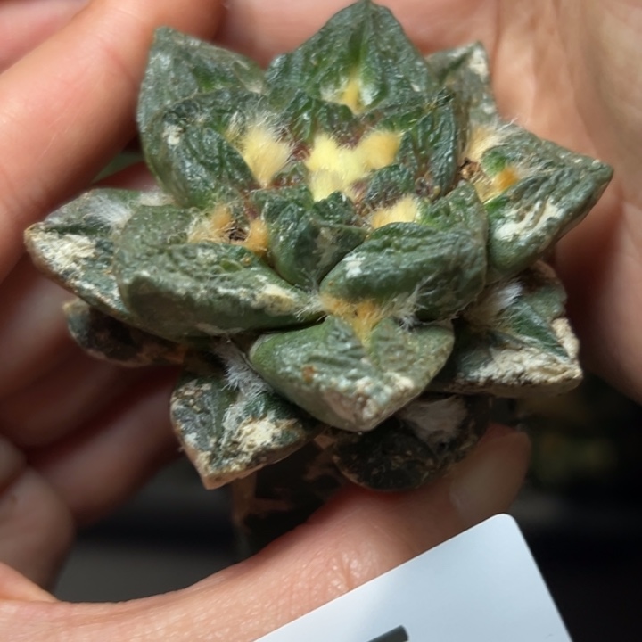 147 袖蒲嫁接 仙人球