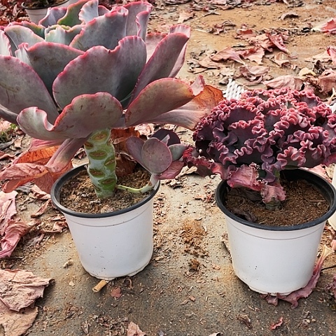 吃**桶57 号包菜系列 2 棵