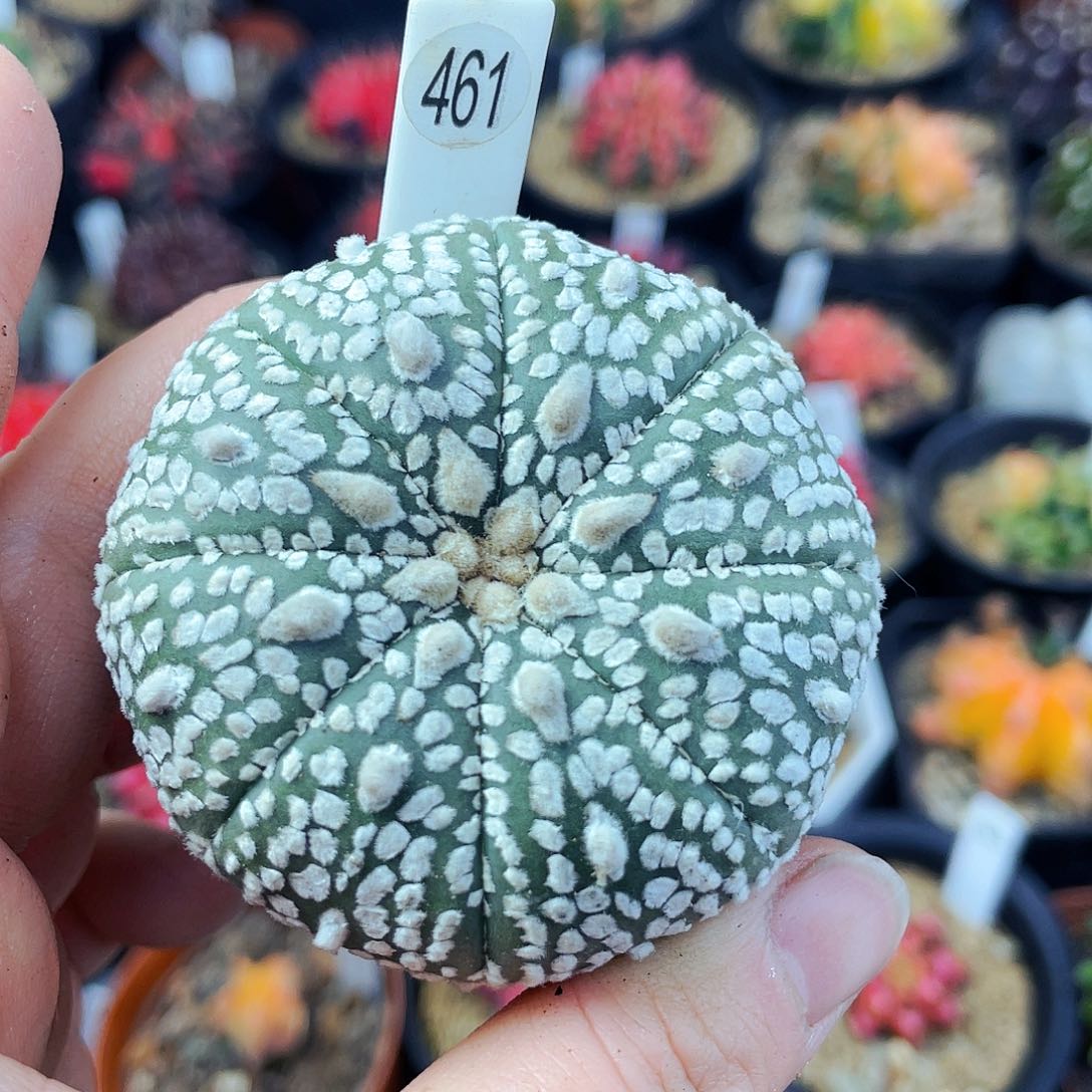 非偏远地区满25包邮仙人球