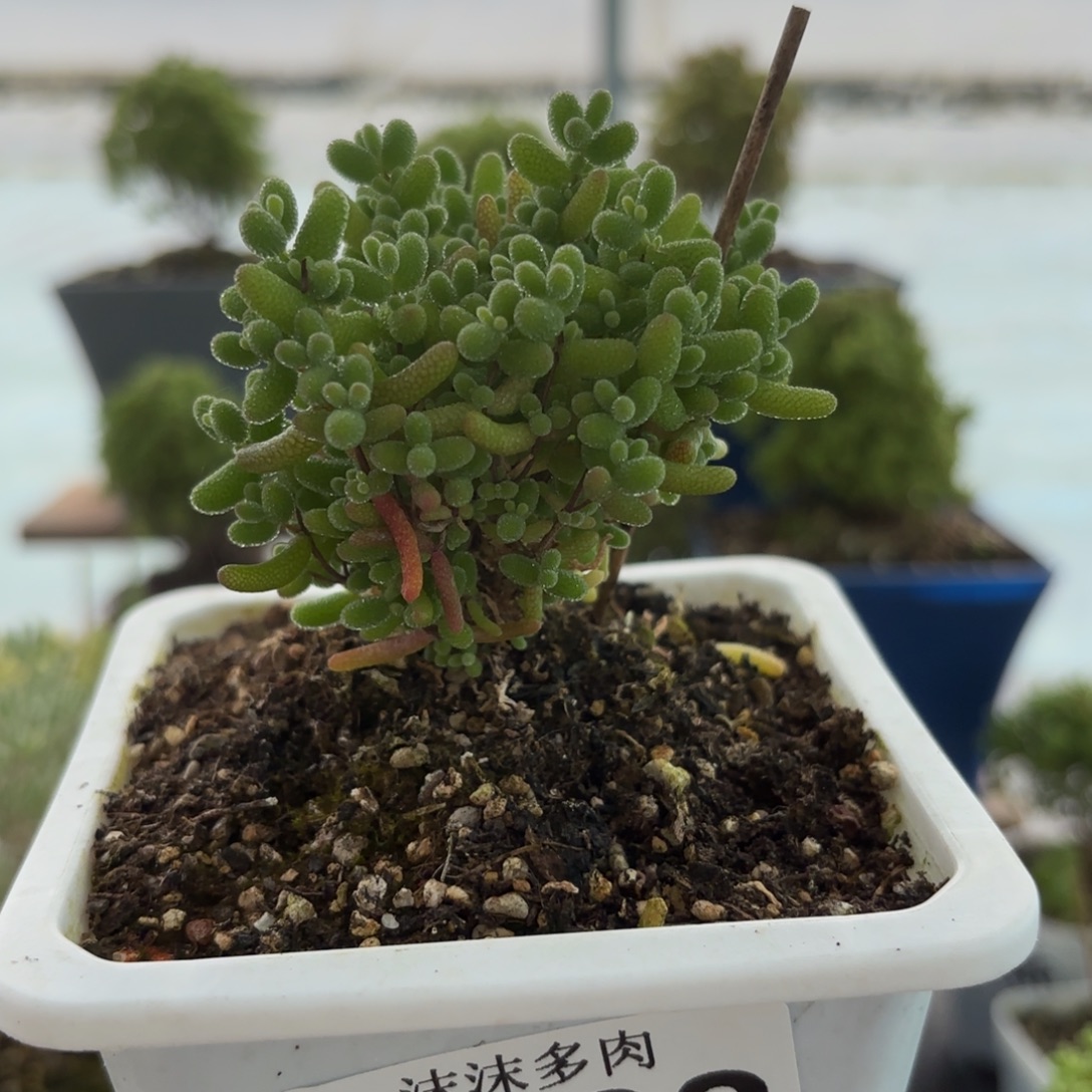 092蜜橘糖球枝干福利