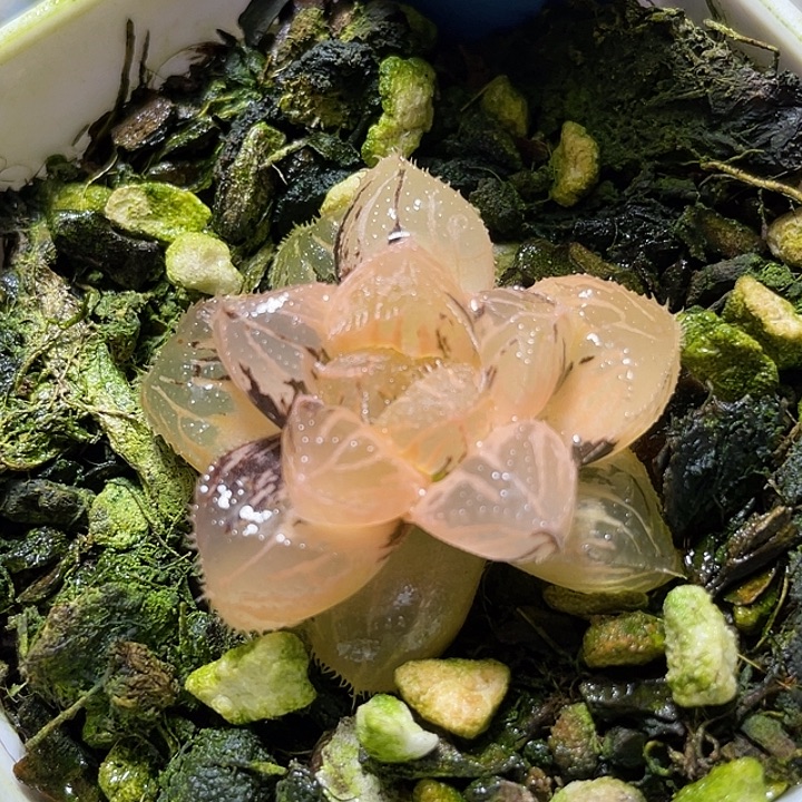 681粉黛锦特选福利