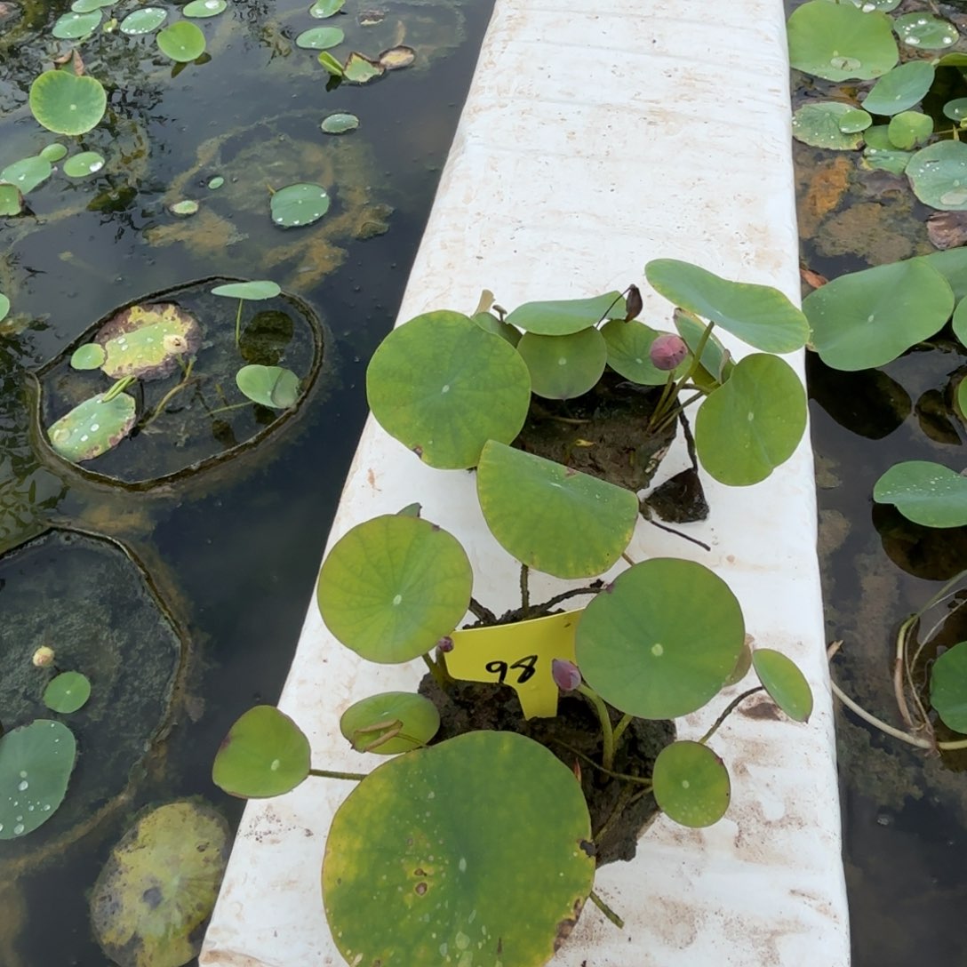 真***智完全开放旱莲莲子98号