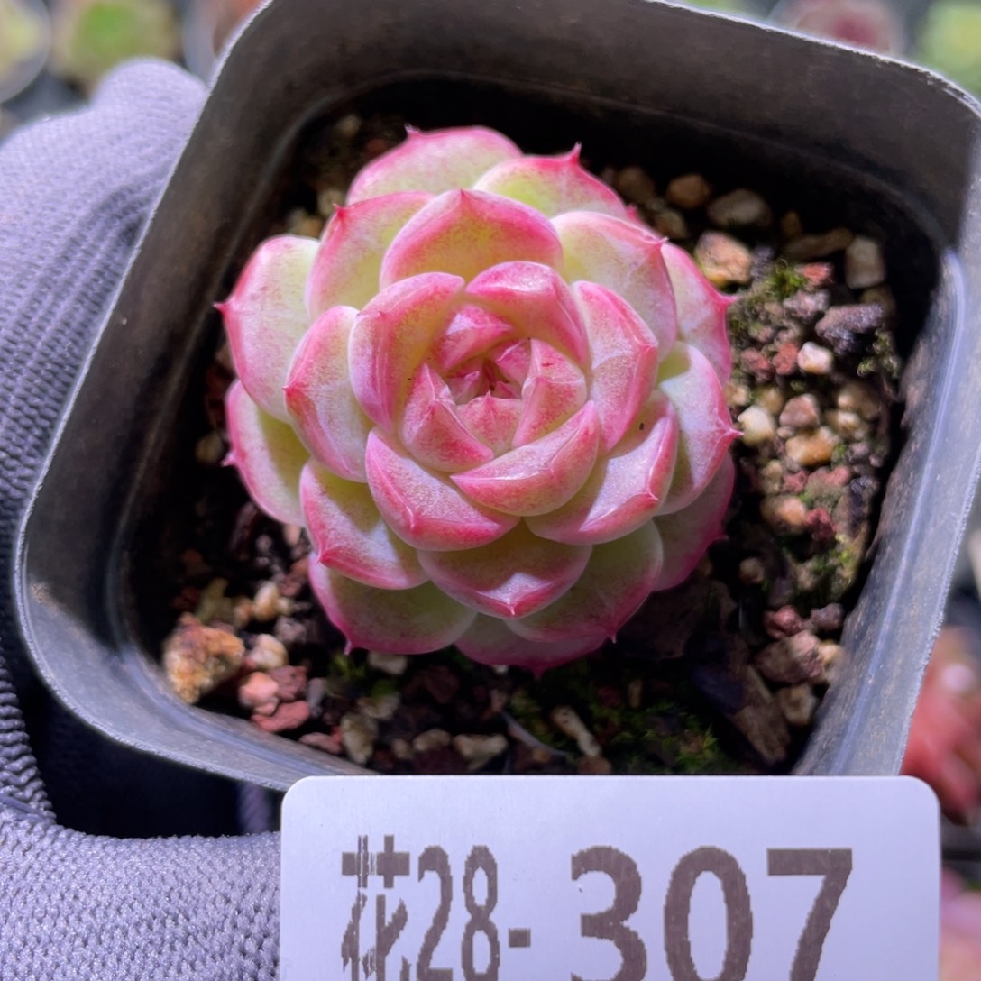 花利美28-307麦秆