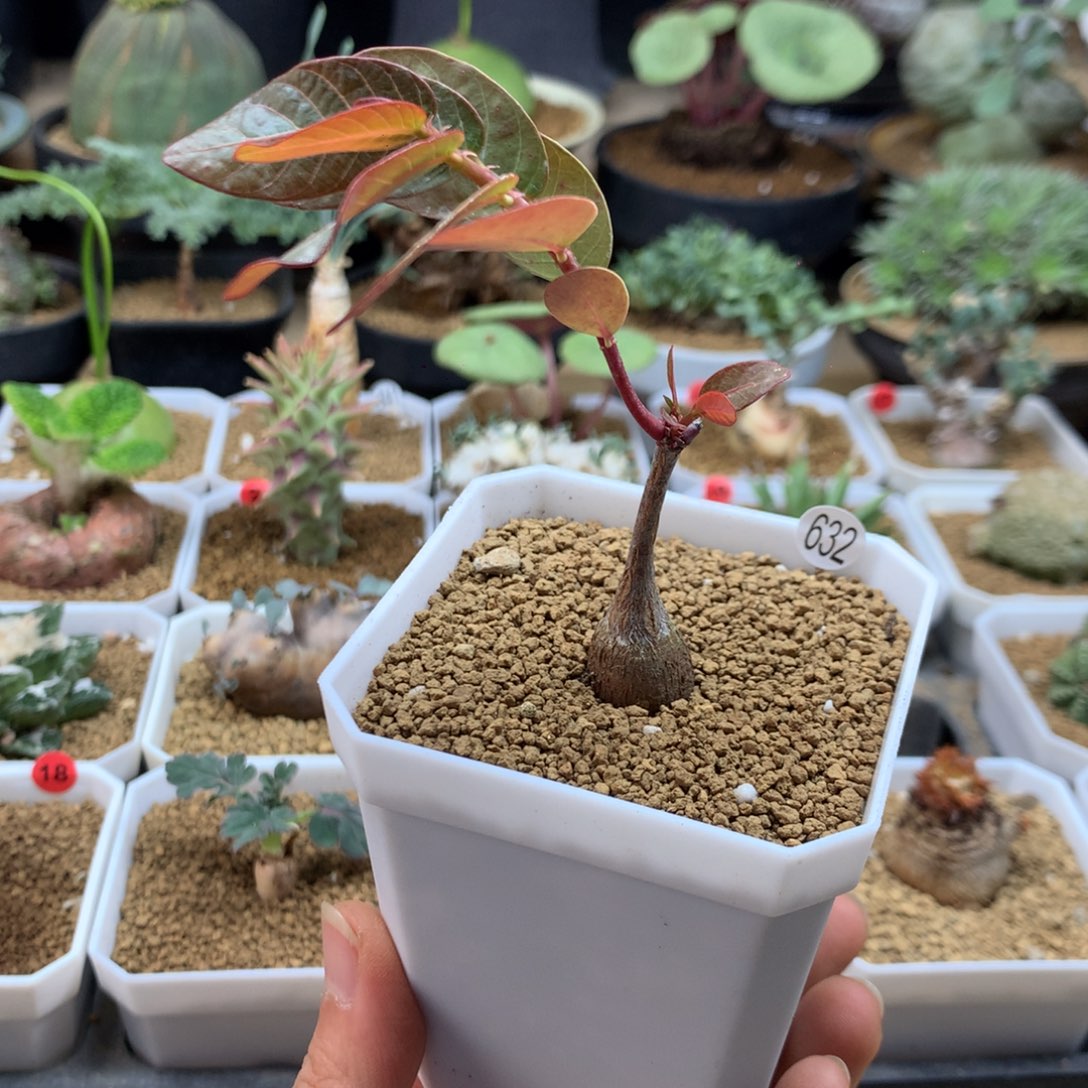 小奇异油柑带盆632