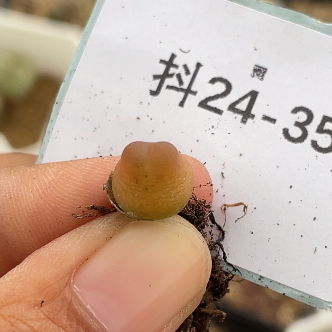 24-35拉登多肉植物