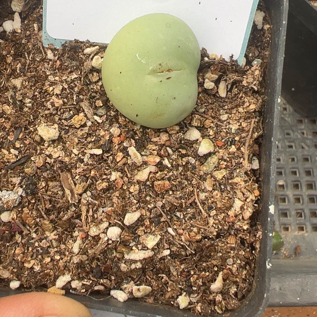 19-40肉锥多肉植物，