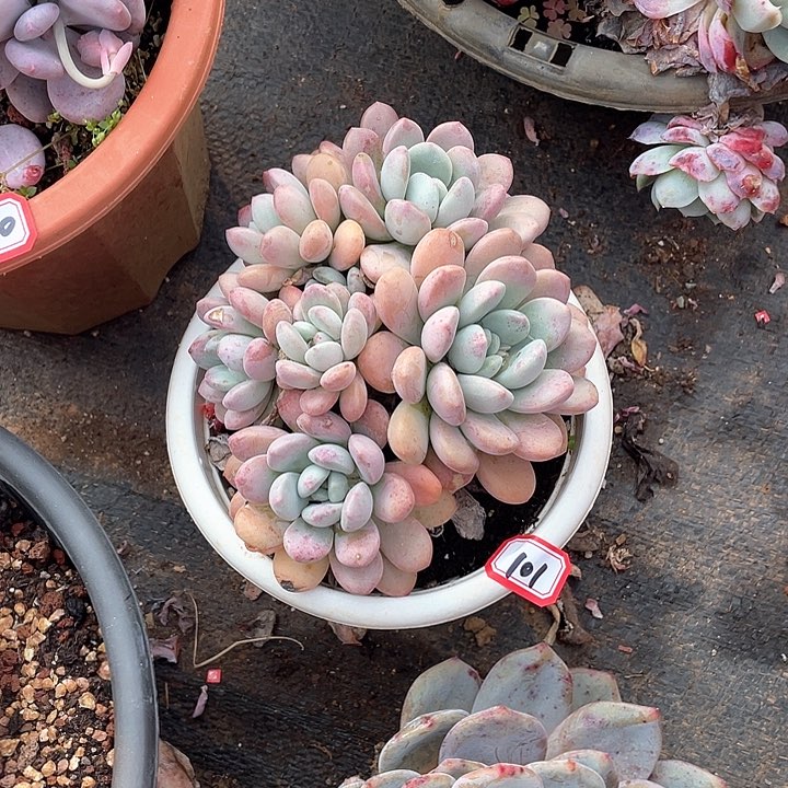 101白鹭 一物一拍多肉