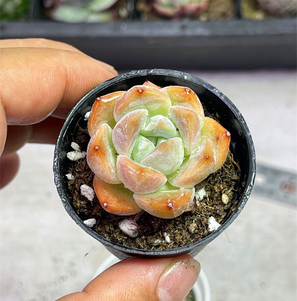 （满9.9包邮）圆盆厚梦 多肉植物3厘米左右