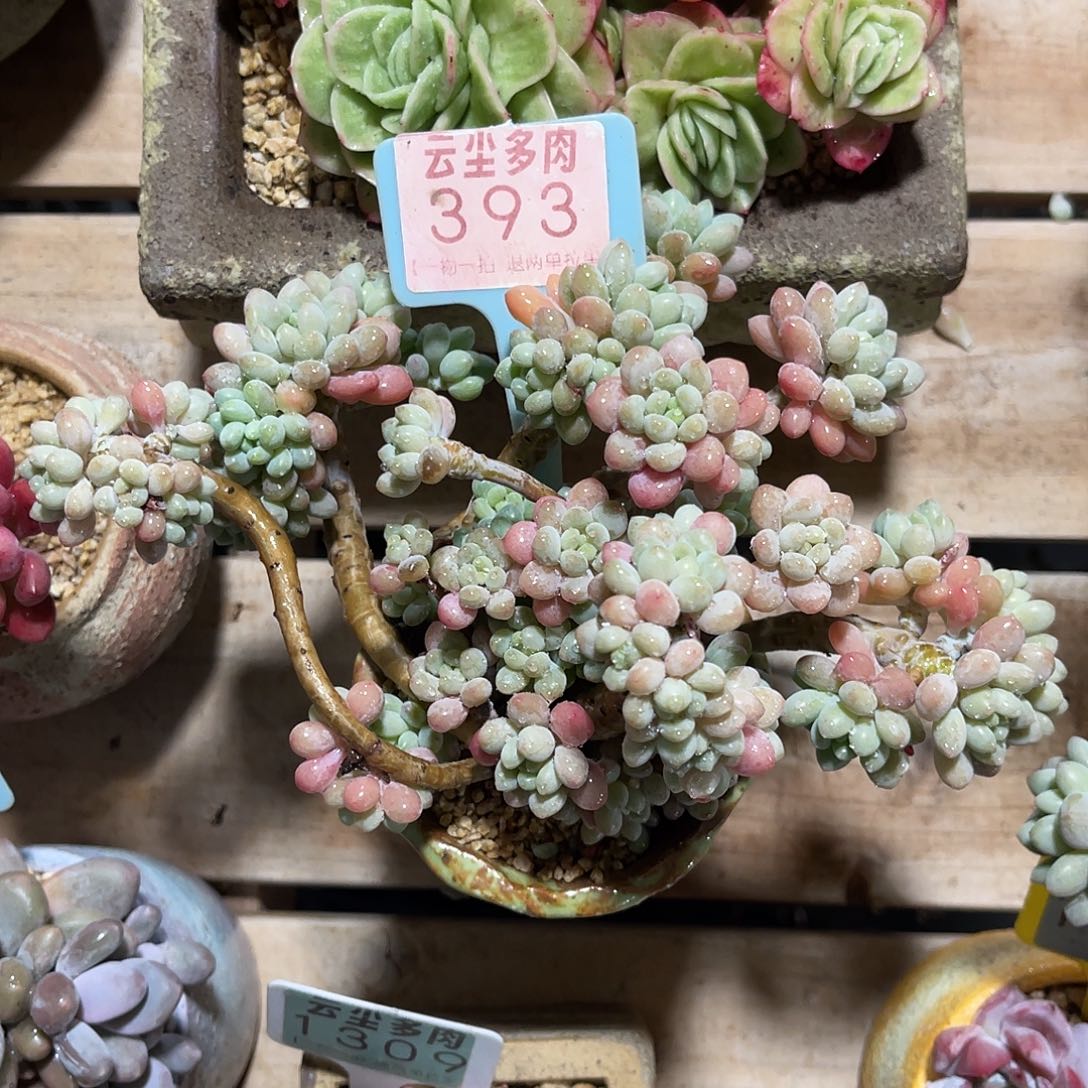 饱***吃云尘多肉一物一拍 不含盆 393,