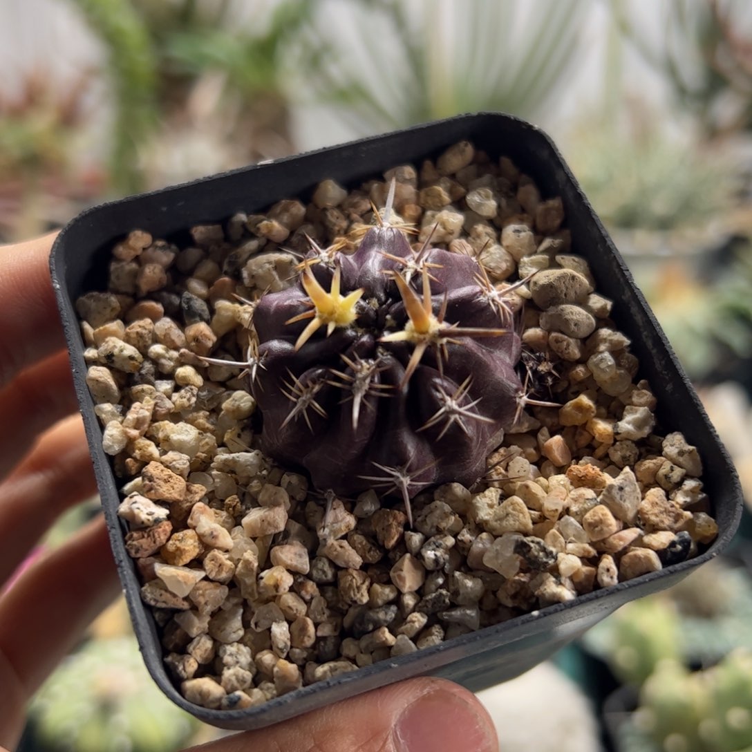 智利球 侧芽繁殖脱土发货