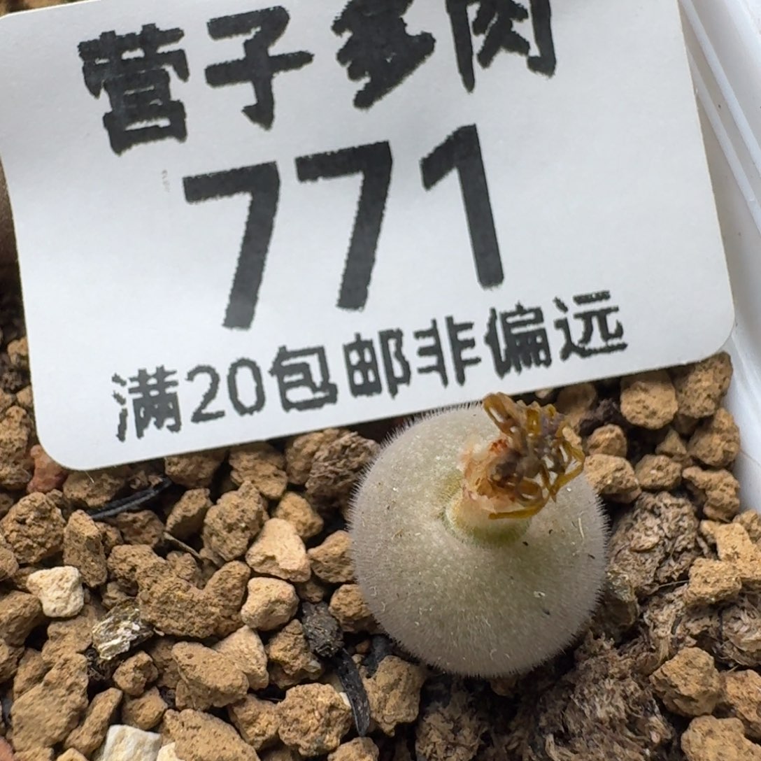 D毛球脱土。        