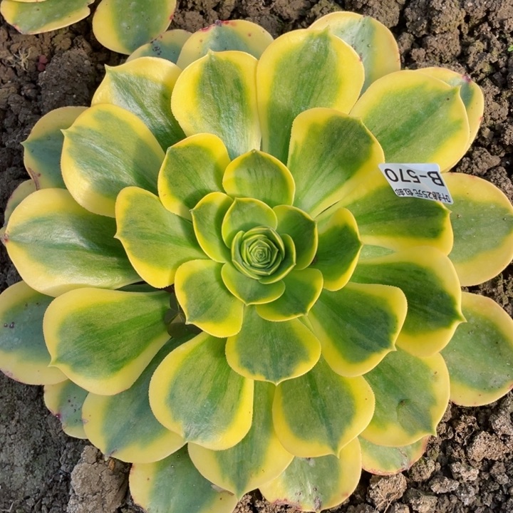 570香黄多肉12345678