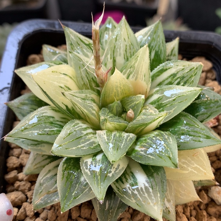 寿锦带盆土发货带盆土