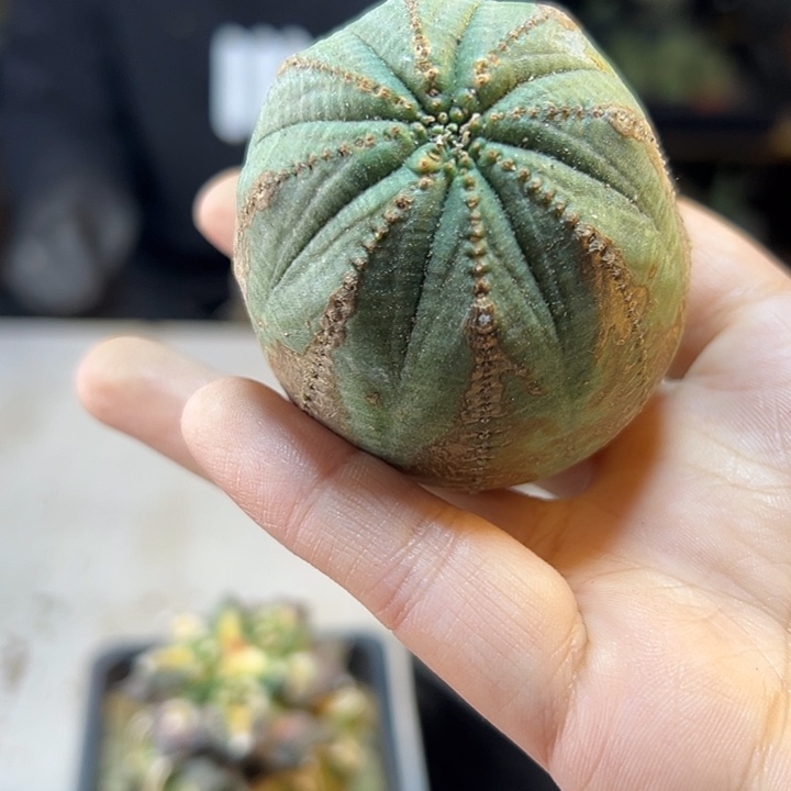 28号苗接欧布带锈无根5.4公分