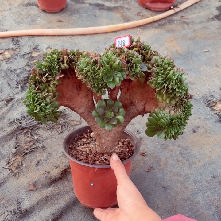 万圣节缀化138法师多肉