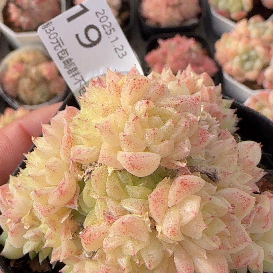 麦秆群一颗脱土发货