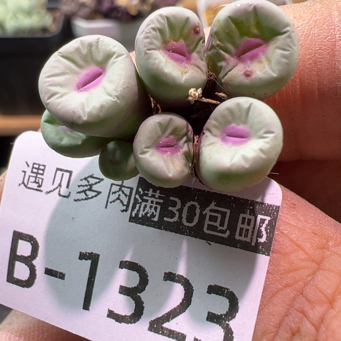 多肉植物1111111111111