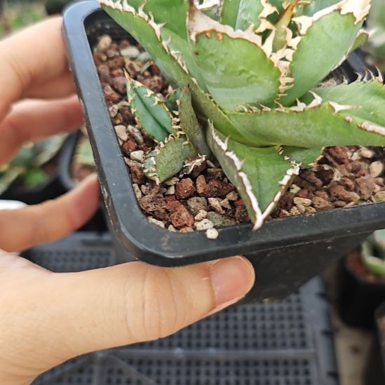 皇冠仁王冠龙舌兰侧芽一颗