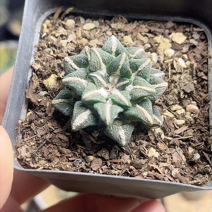 大尤象足黑牡丹3.6公分