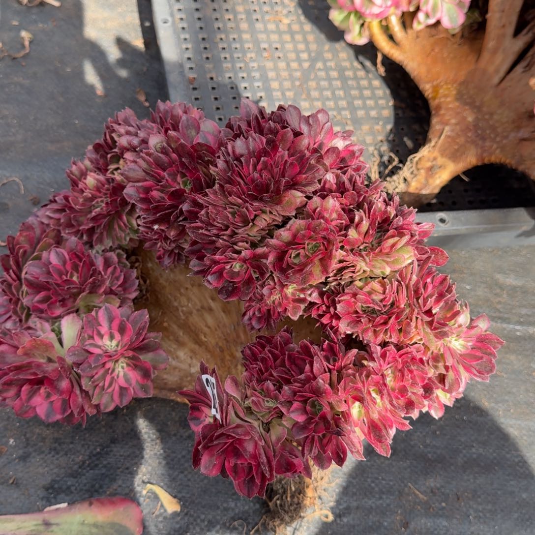 285多肉植物倾城缀