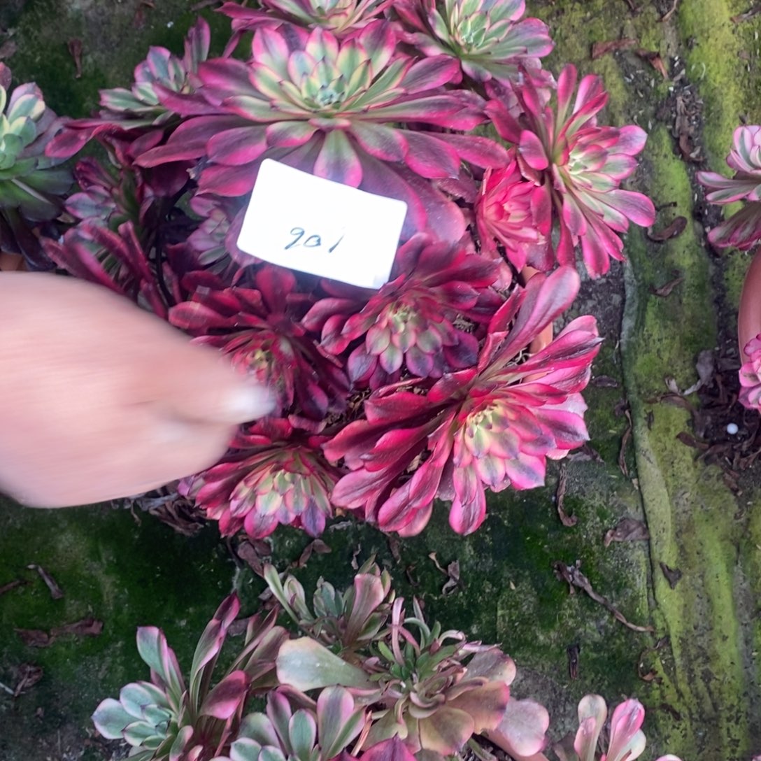 美肌多肉1颗多肉106号