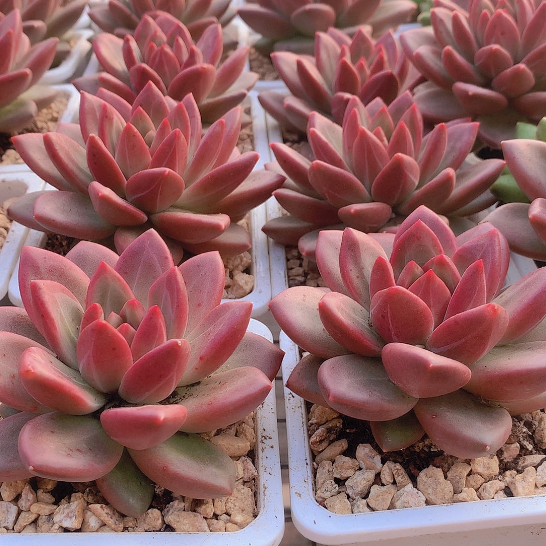 迷雾泡泡2355677888999