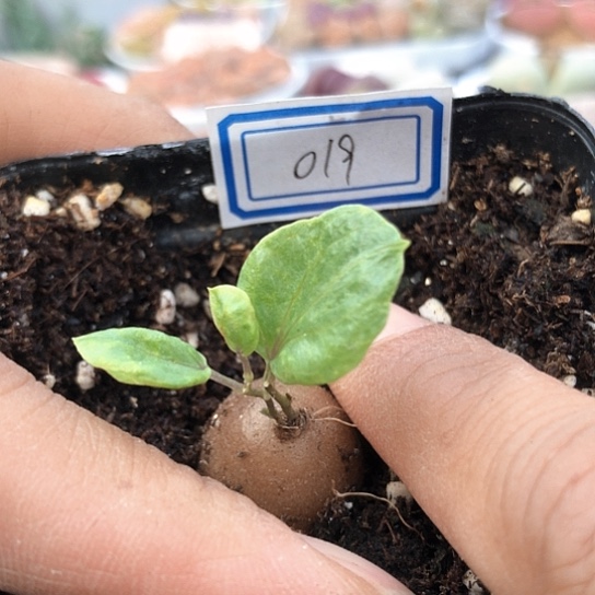 019，1.7厘米小龟甲龙特价