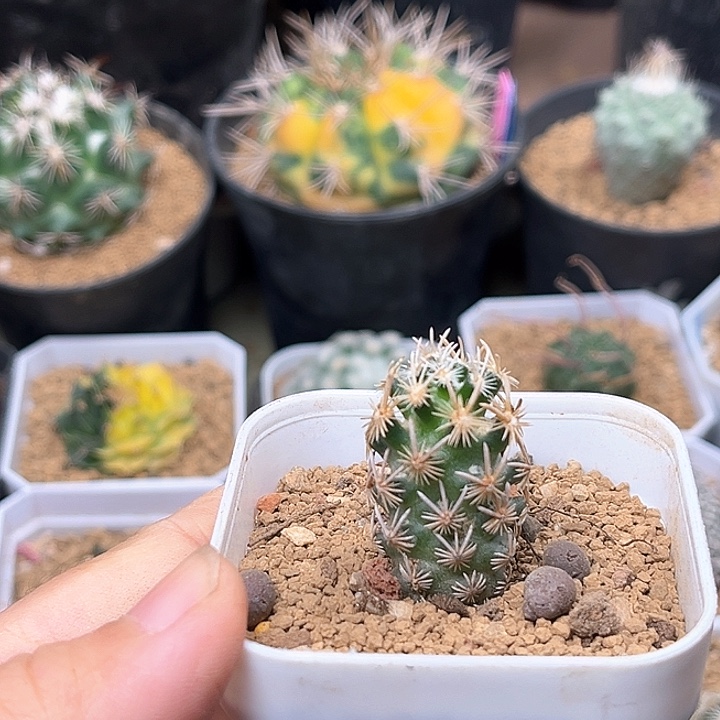 无花朵紫王子实生