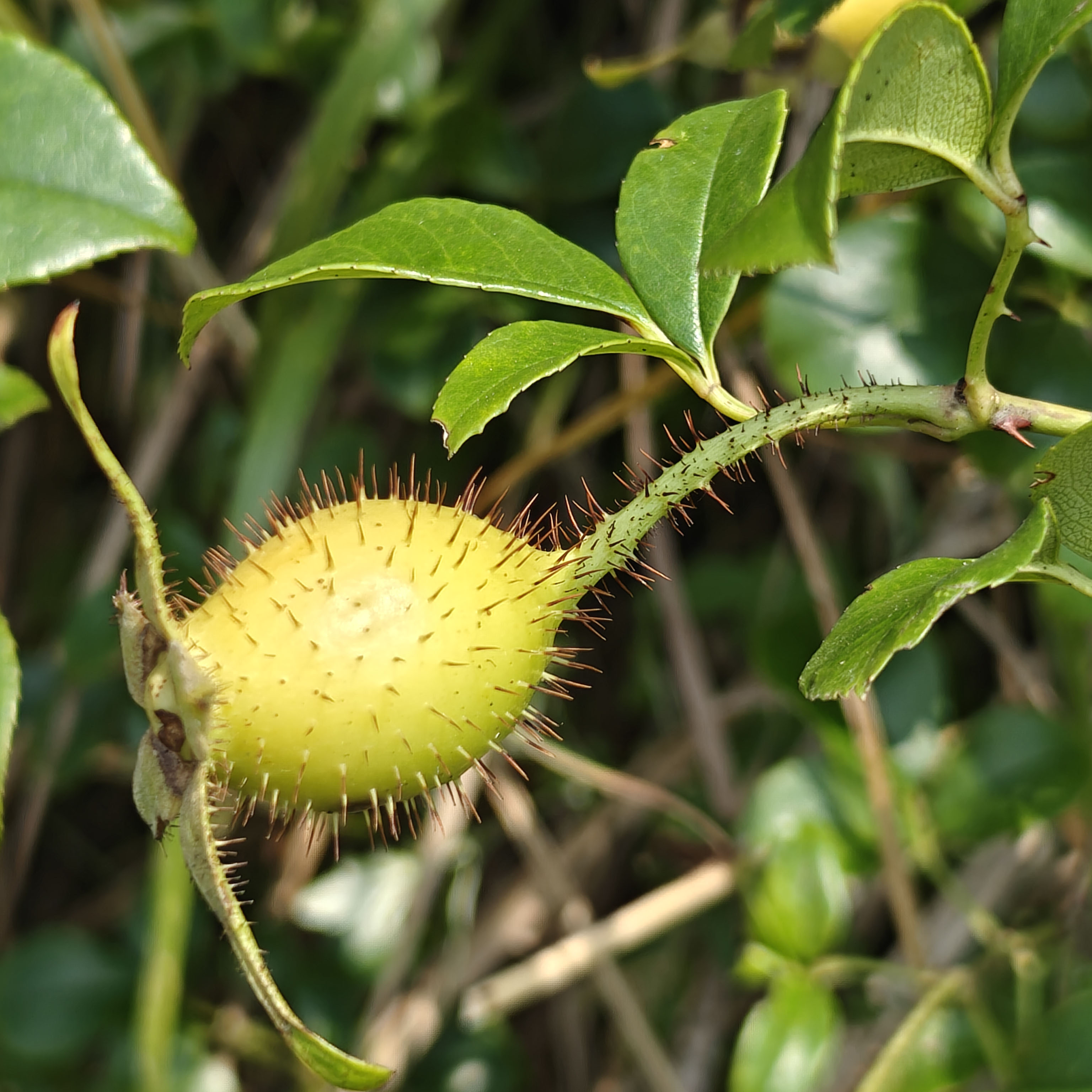 50斤野生金樱子新鲜中药材泡酒泡茶煲汤深山采摘