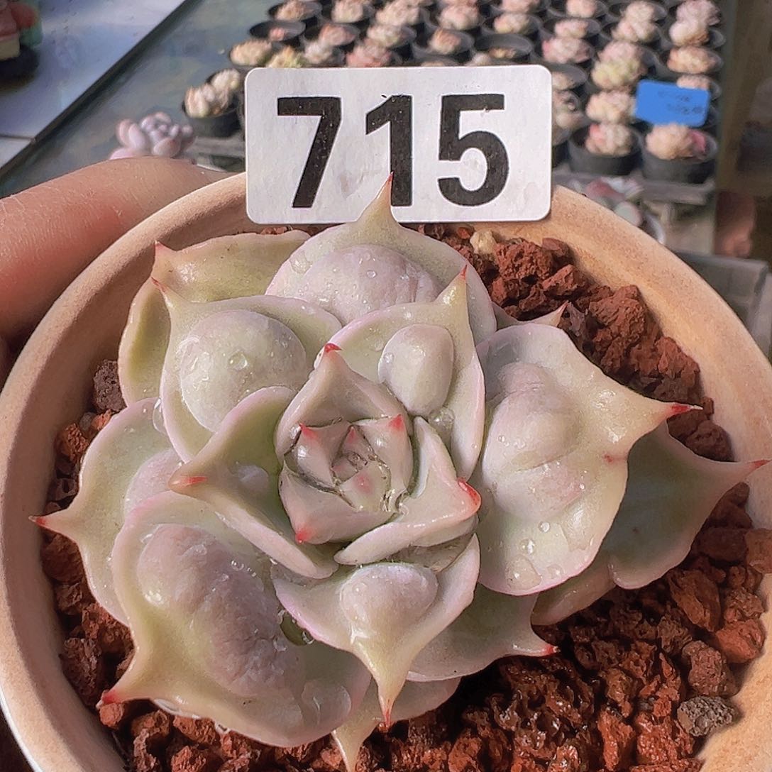 一物一拍30包邮6666