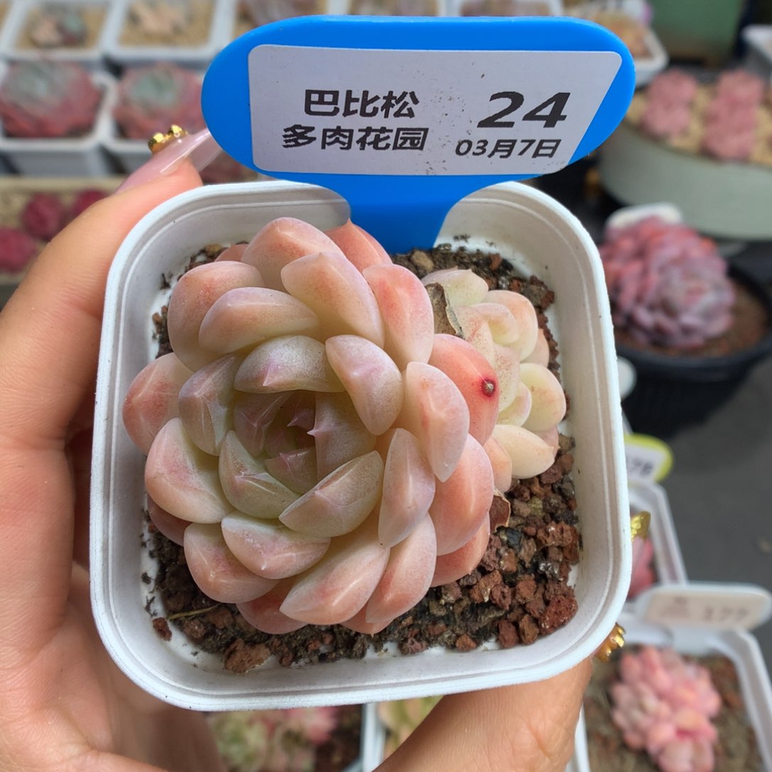 24双头珍妮糖心多肉植物