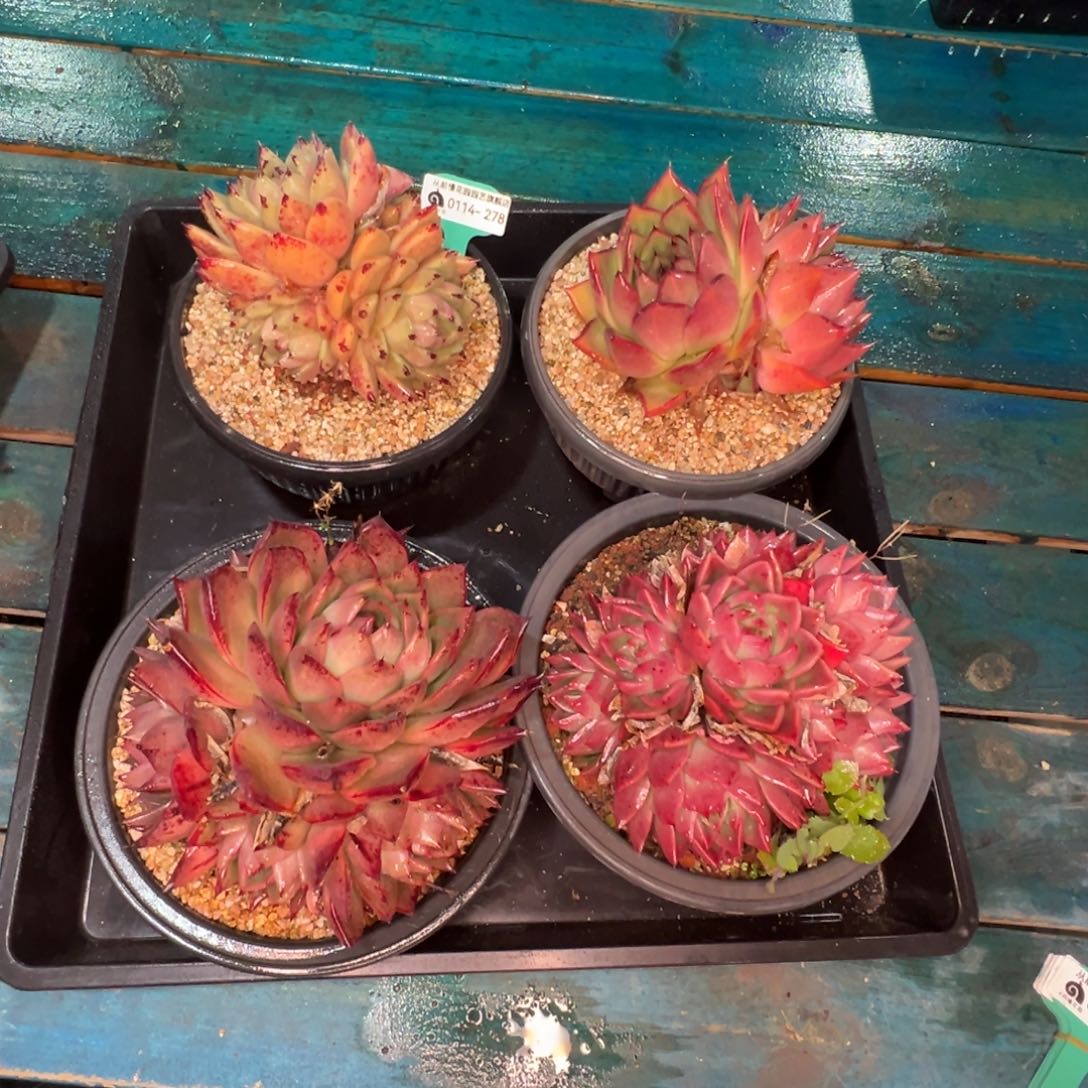 从前慢多肉精选编号0114.278