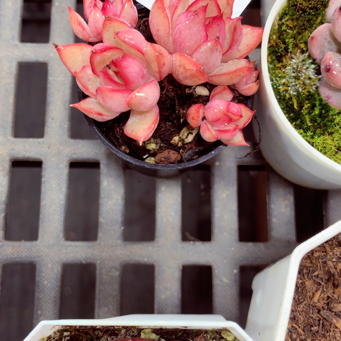 5厘米盆精控多肉5071