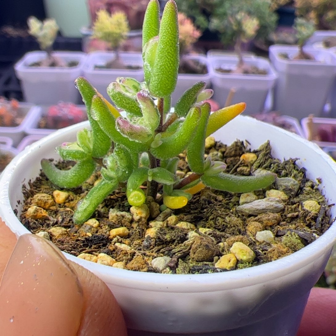 君***知多肉植物枝干彩虹卷