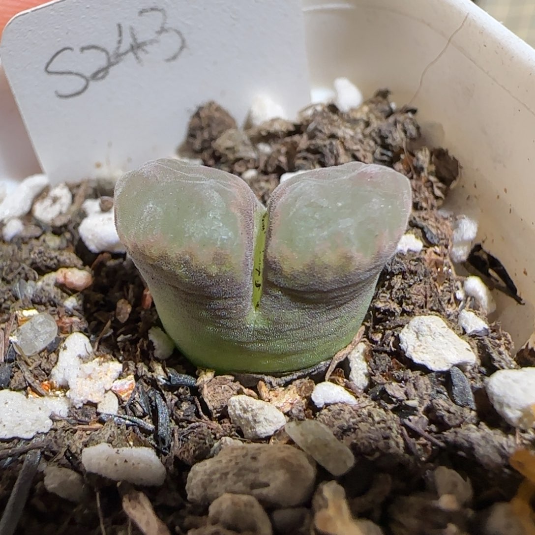 肉锥多肉植物组合-庞点雪花磁铁132