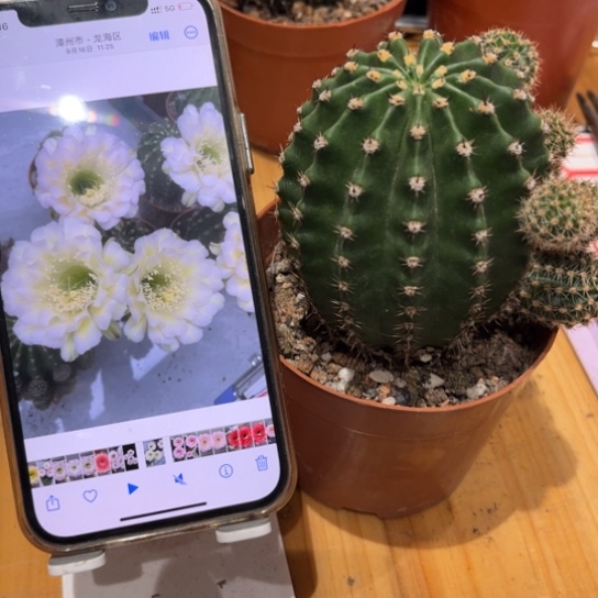 露露金刚绿白色6公分左右