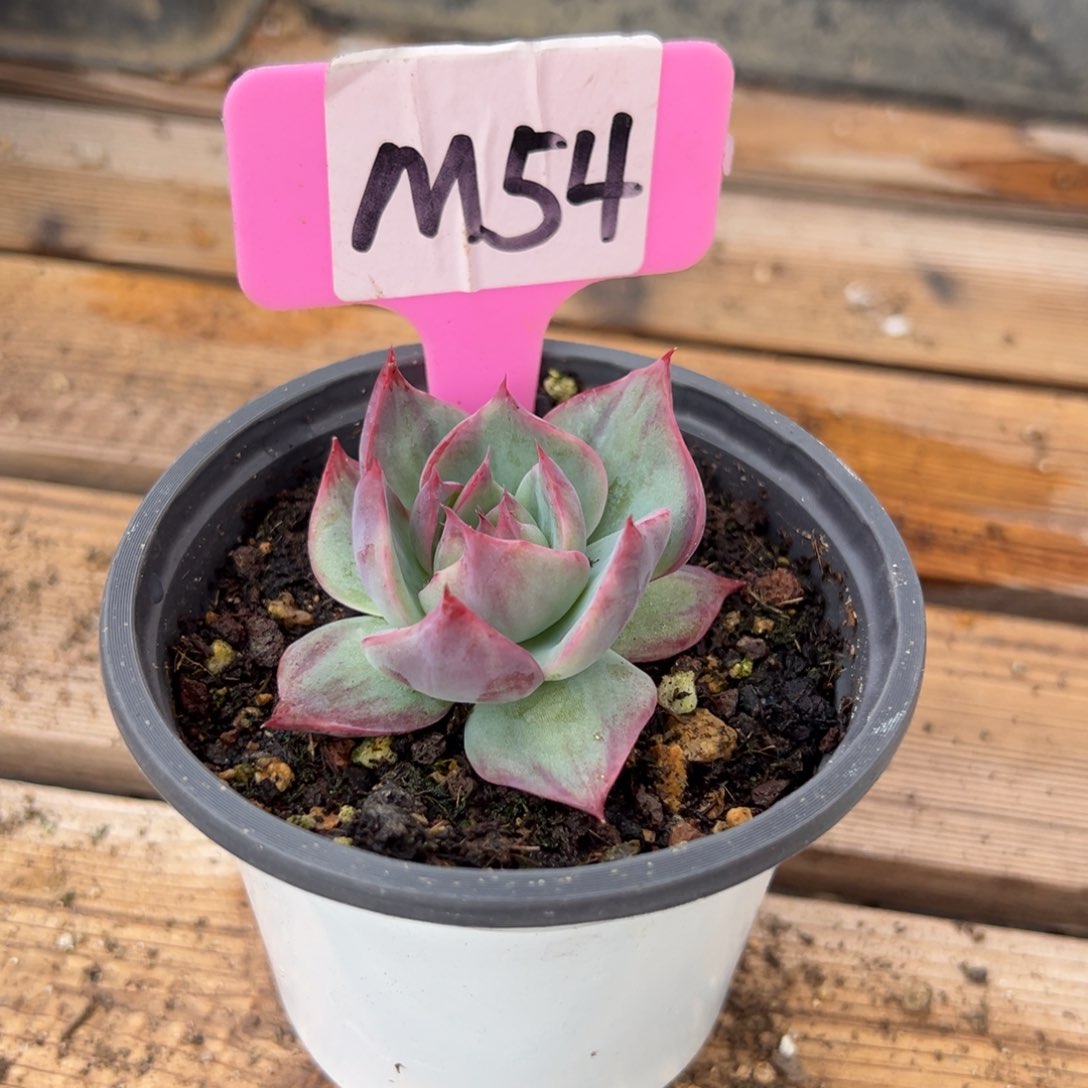 Ⅰ****）M54惊鸿单头多肉