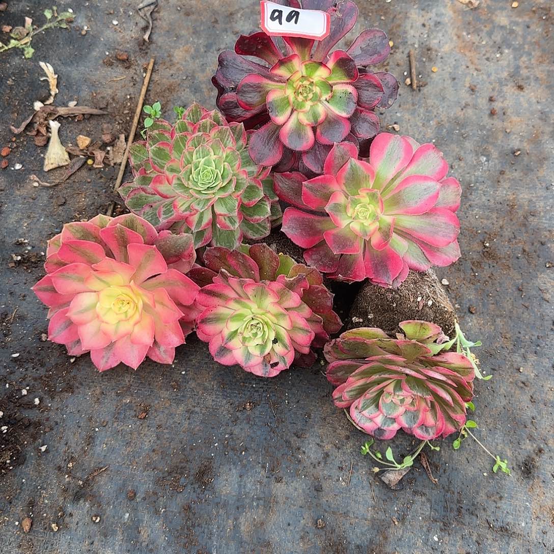 6颗小苗多肉植物99