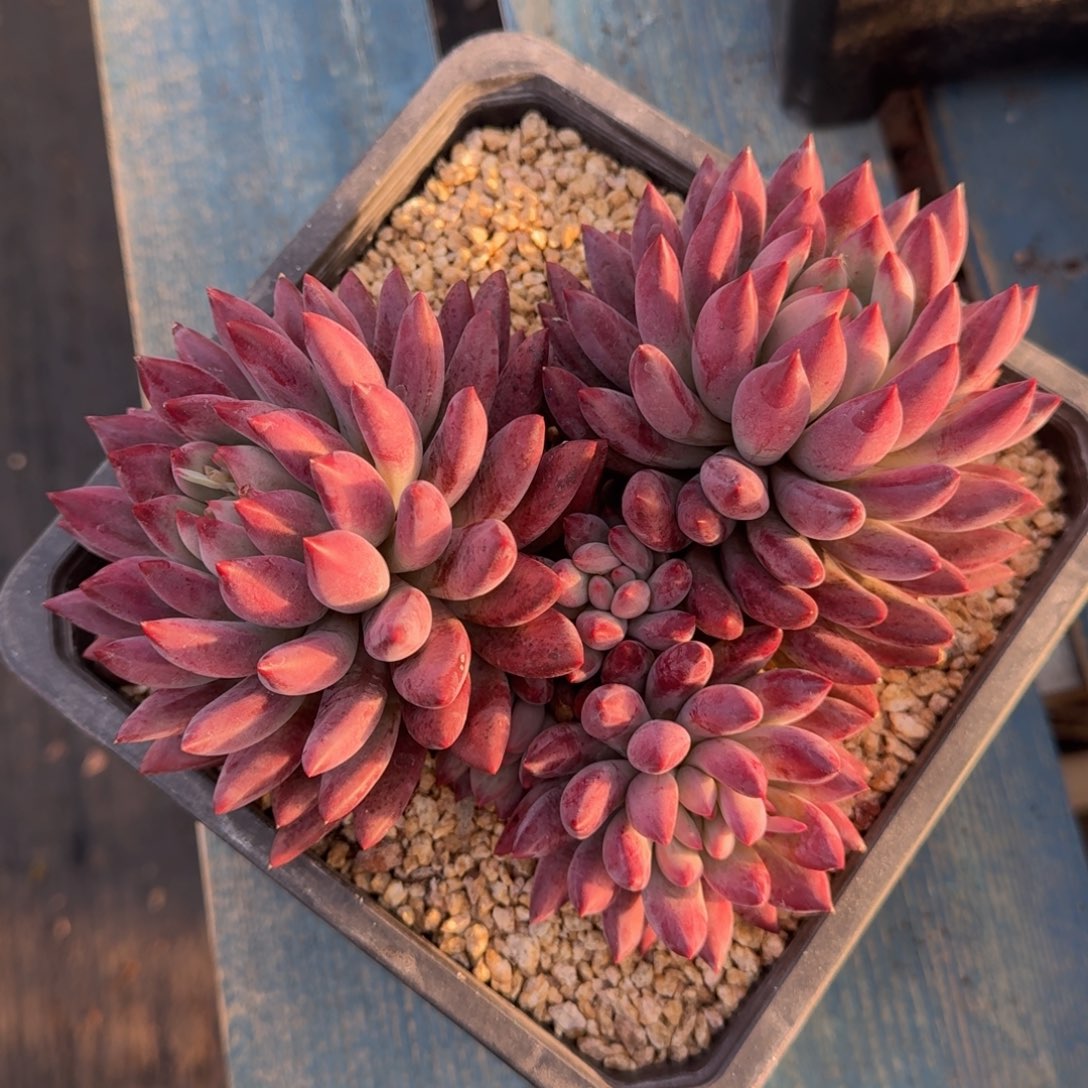 超紫体虞美人老桩一物一拍