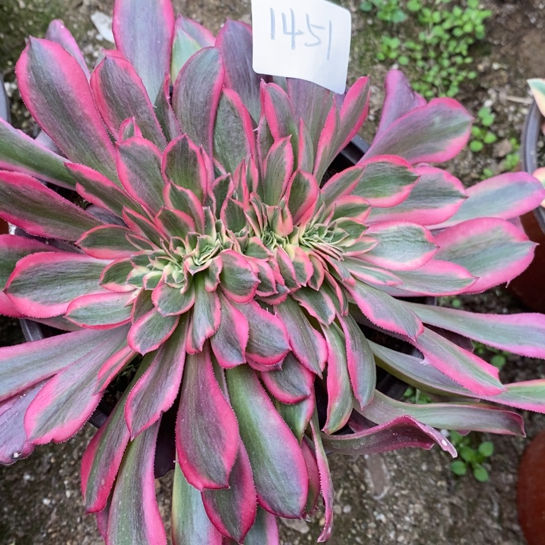 1451美杜莎缀多肉植物