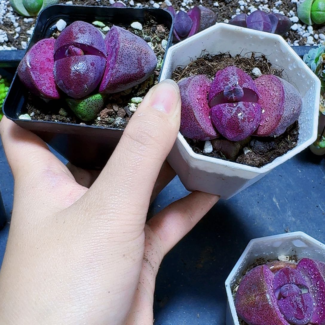 带花苞紫元宝一颗福利