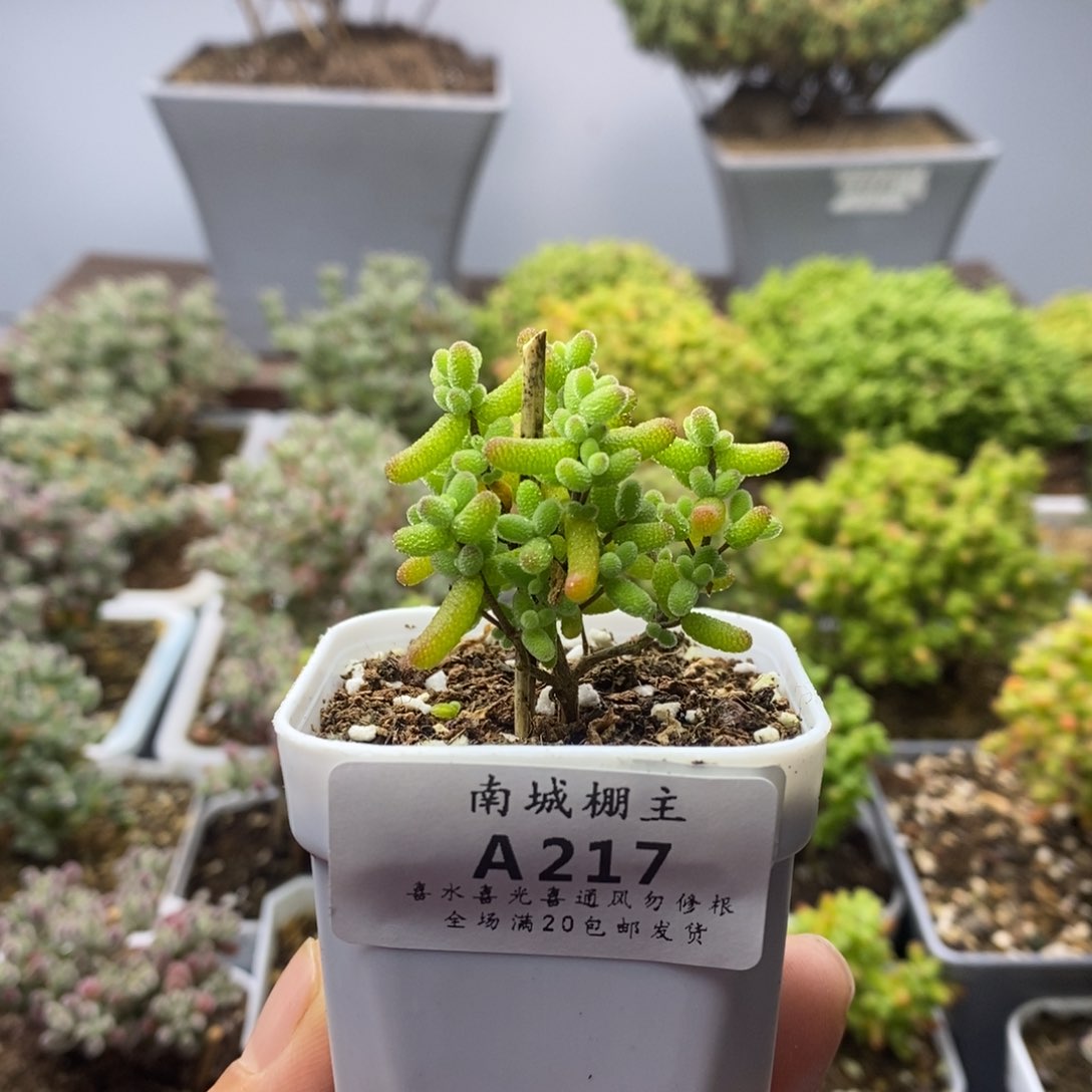 217金桔糖球枝干番杏