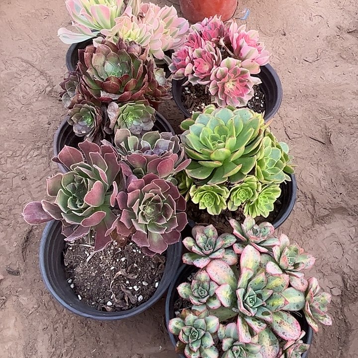 217多肉植物组合，