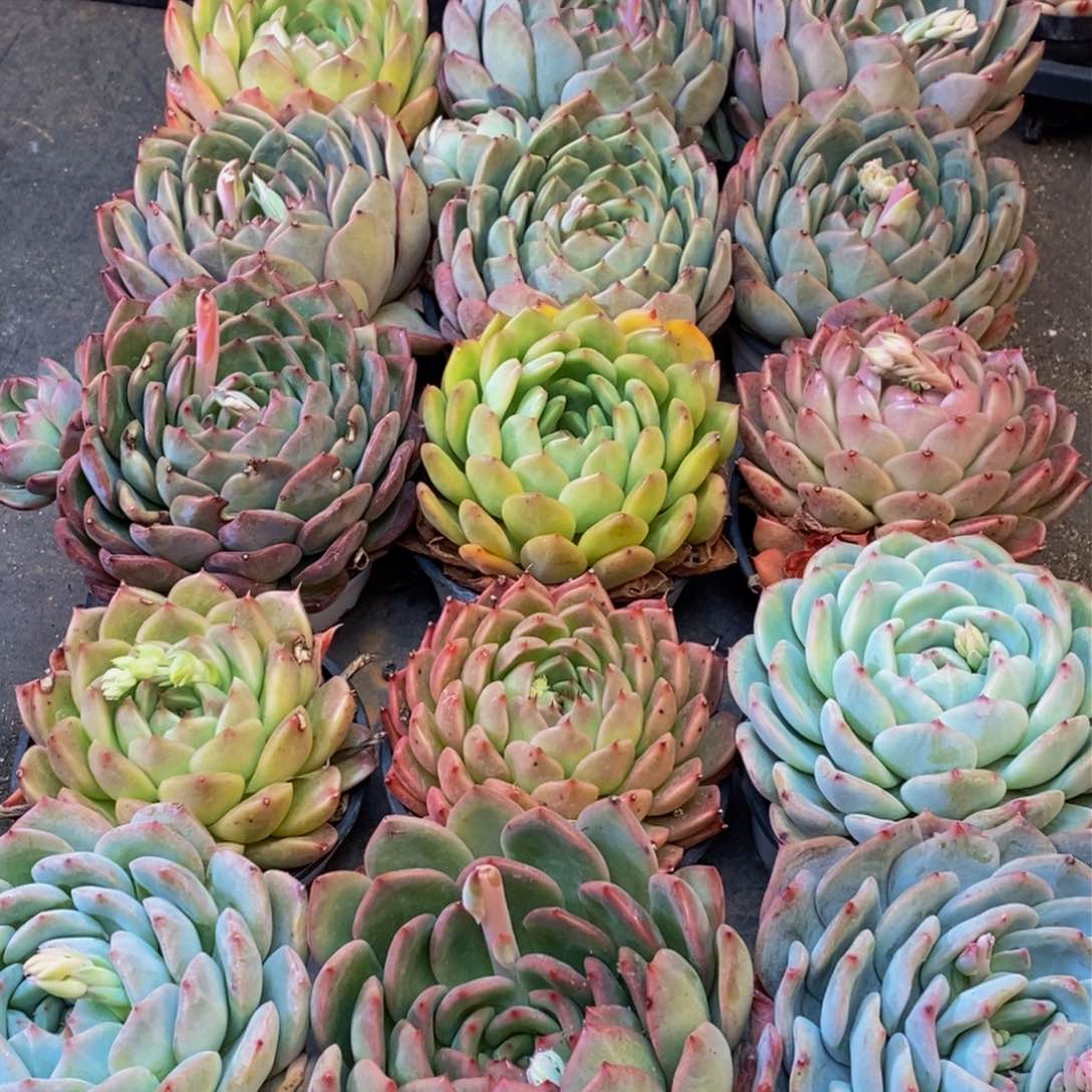 263的人都在一起了。