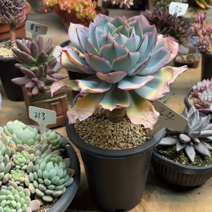 多肉植物，肯尼迪24号