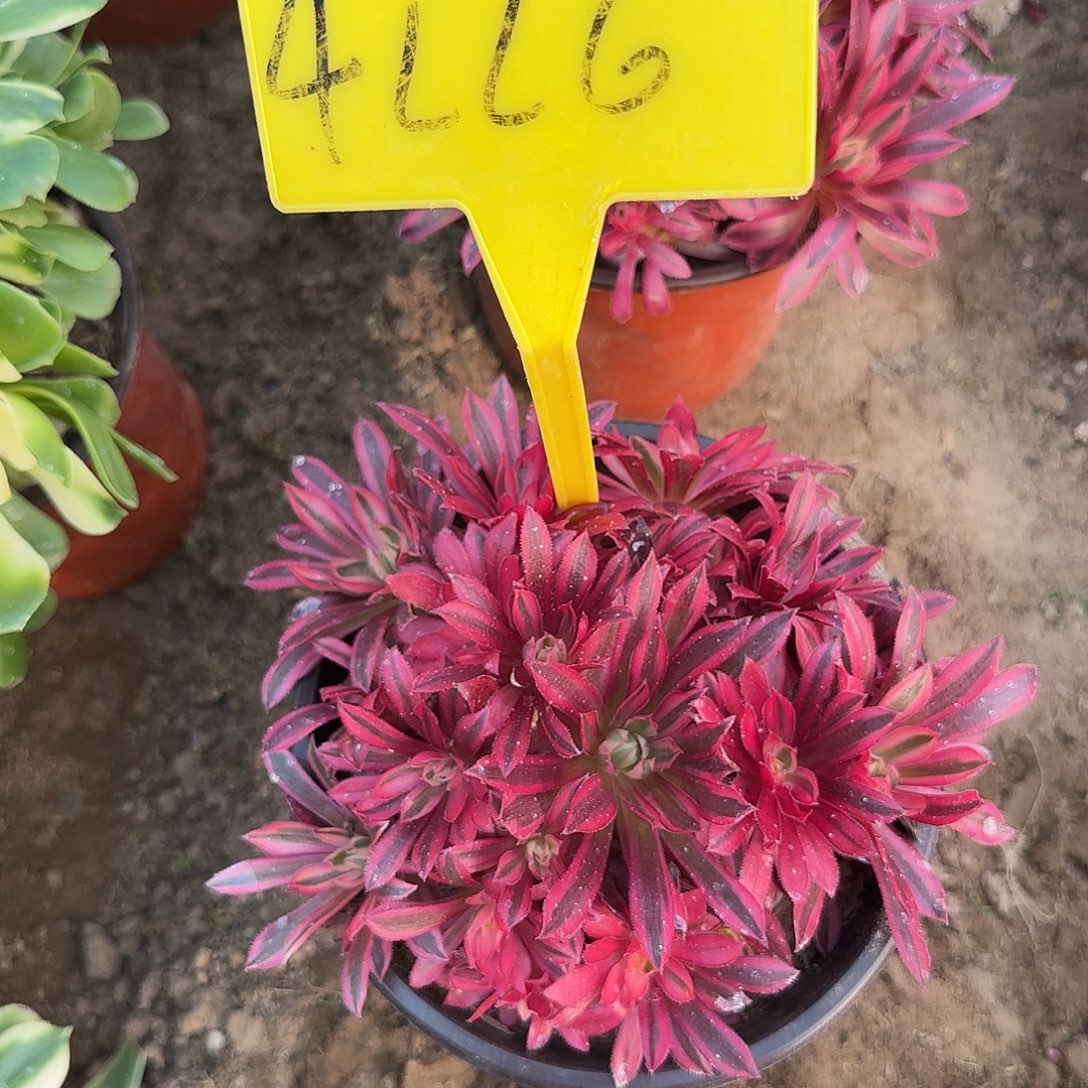 ****煜4226---多头多肉植物