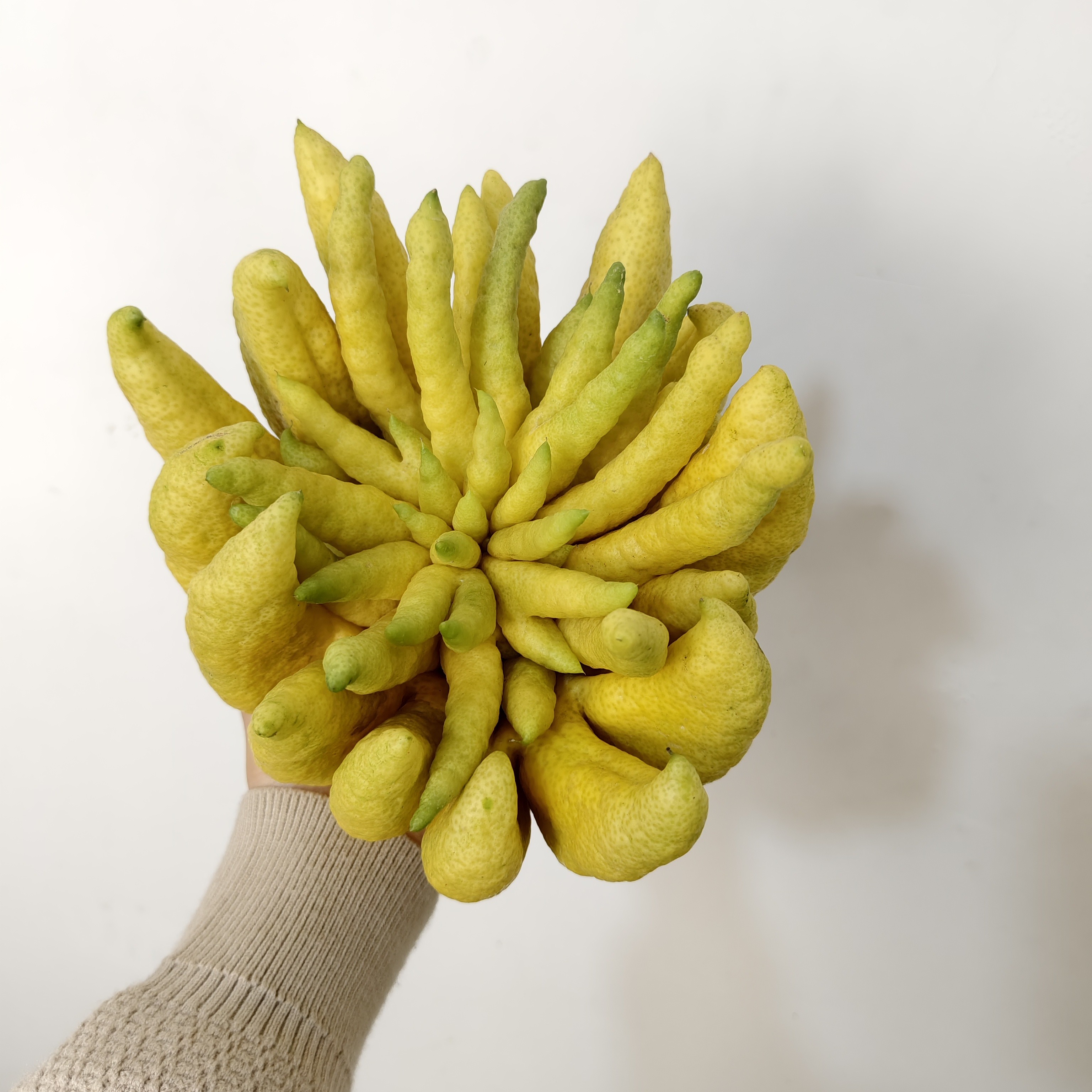 新鲜佛手柑带枝水培植物室内水养绿植观赏闻香天然清香盆栽