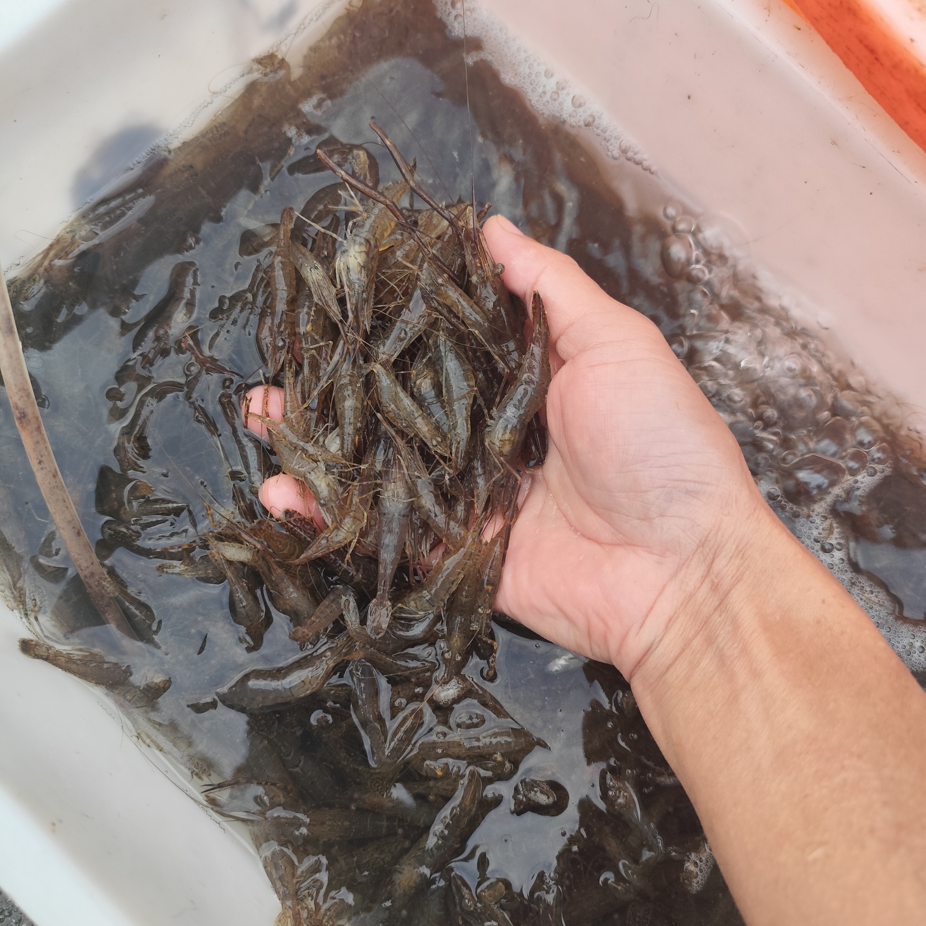 湖北洪湖市龙口镇农户河沟捕获河虾